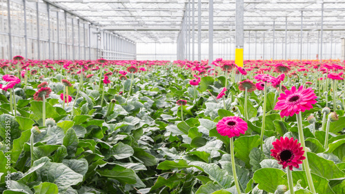 Large Dutch greenhouse with pink blooming Gerberas