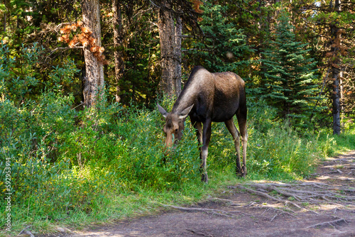 A Moose (Alces alces ) in the forest. Female Moose in its natural habitat. Jasper National Park, Alberta, Canada © krysek
