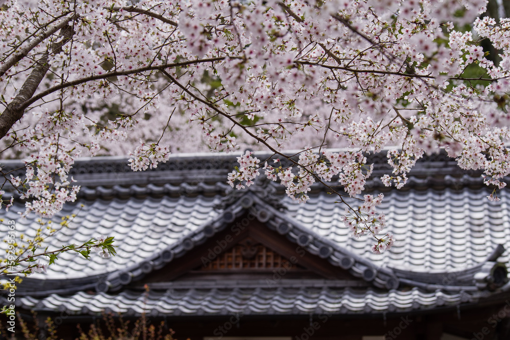奈良長谷寺の春景色