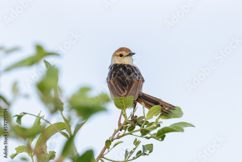 Levaillant's cisticola looking out from a perch photo