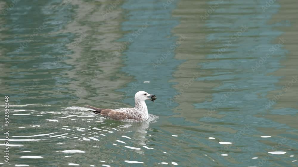 seagulls in the river seagulls in the river