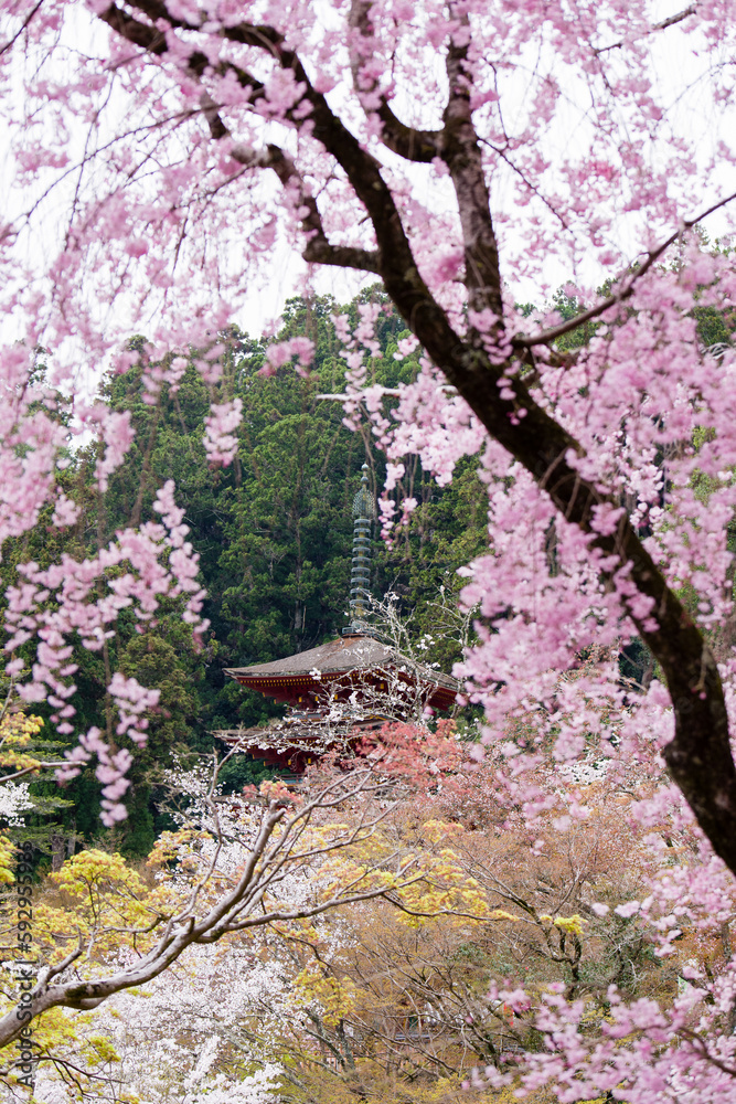 奈良長谷寺の春景色