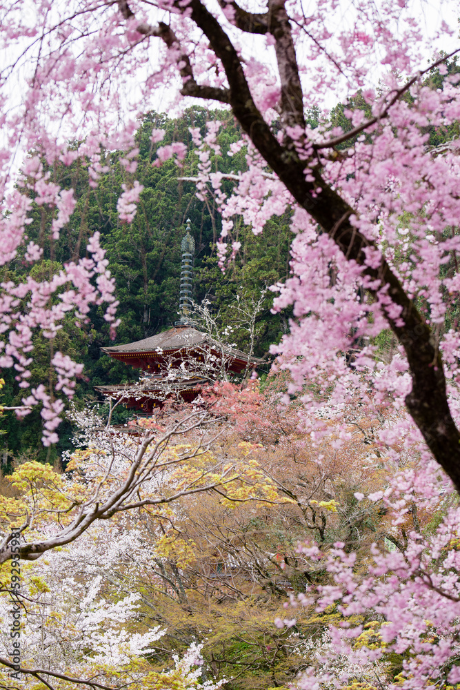 奈良長谷寺の春景色