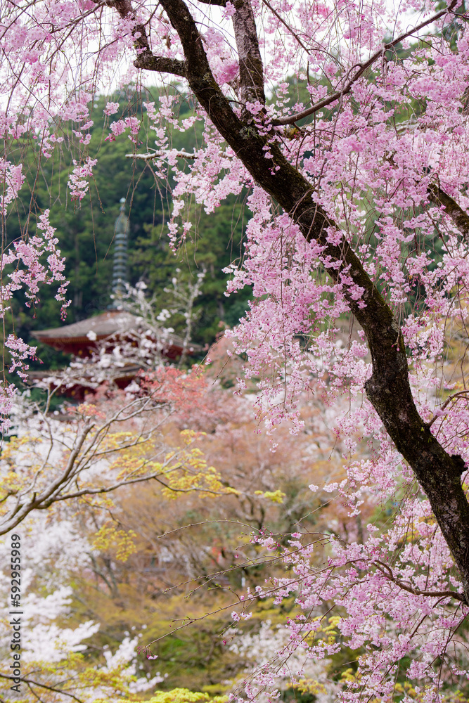 奈良長谷寺の春景色