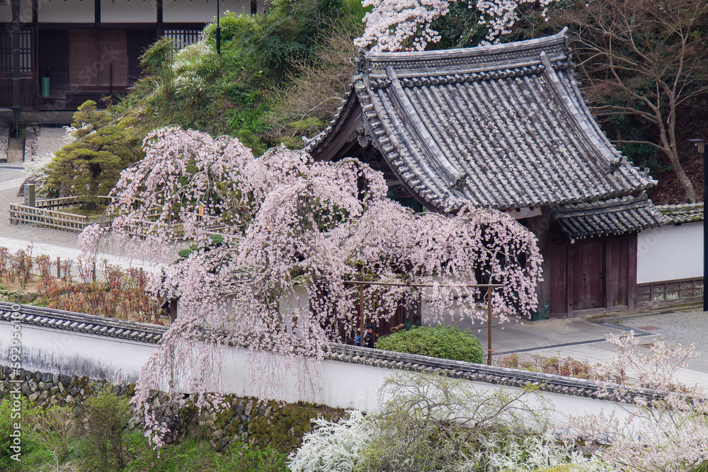 奈良長谷寺の春景色