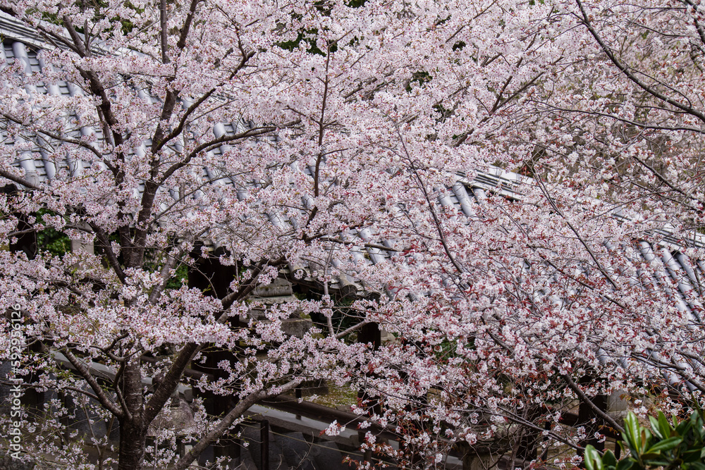 奈良長谷寺の春景色