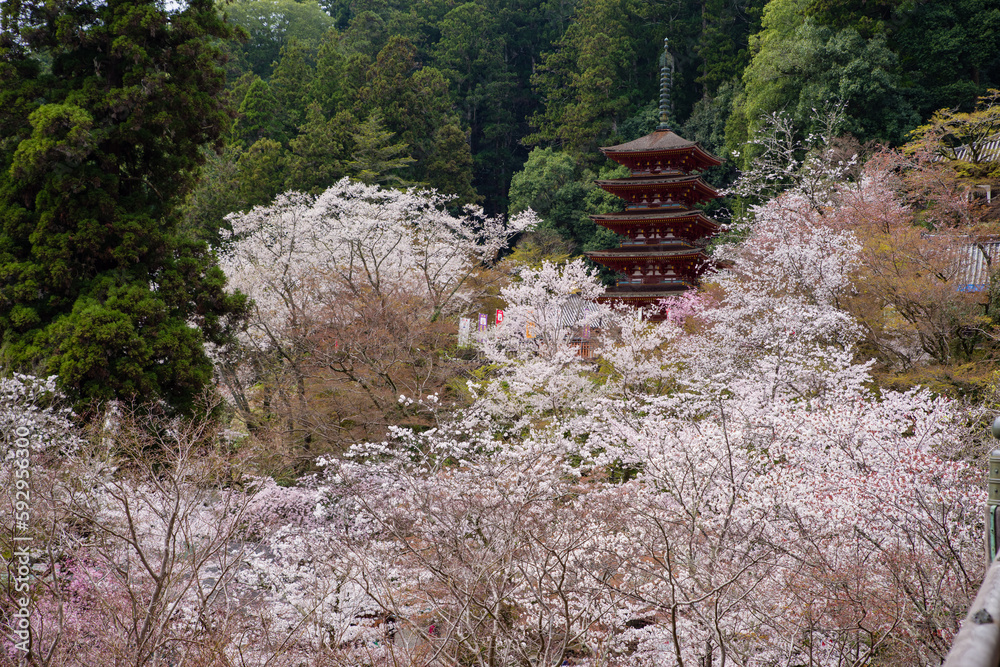 奈良長谷寺の春景色