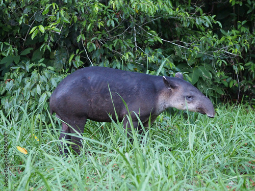 Baird's Tapir in Corcovado National Park, Costa Rica