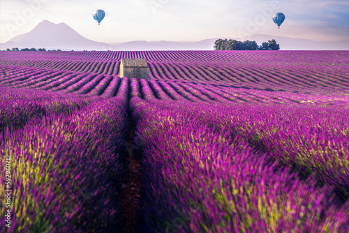 A field of lavender in Provence
