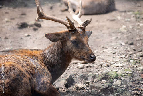The Javan rusa or Sunda sambar  Rusa timorensis is a large deer species native to Indonesia