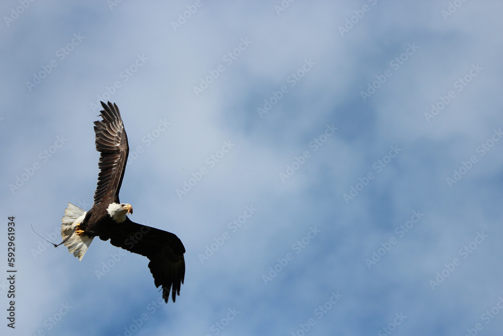 Obraz premium Vol du pygargue à tête blanche