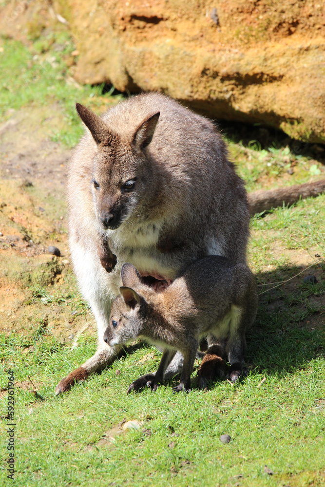 La mère et son petit wallaby