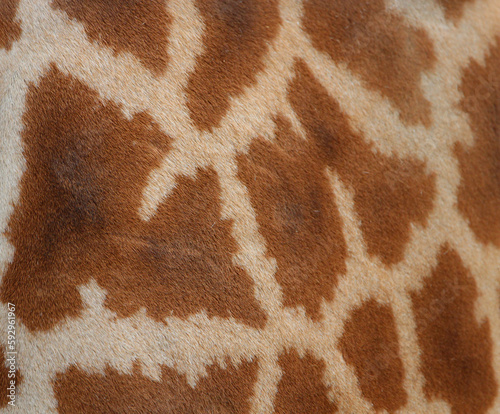 La robe de la giraffe _ 2