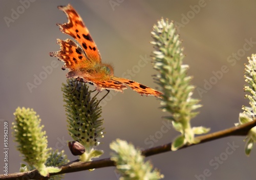 Selective focus of a Comma butterfly on a plant
