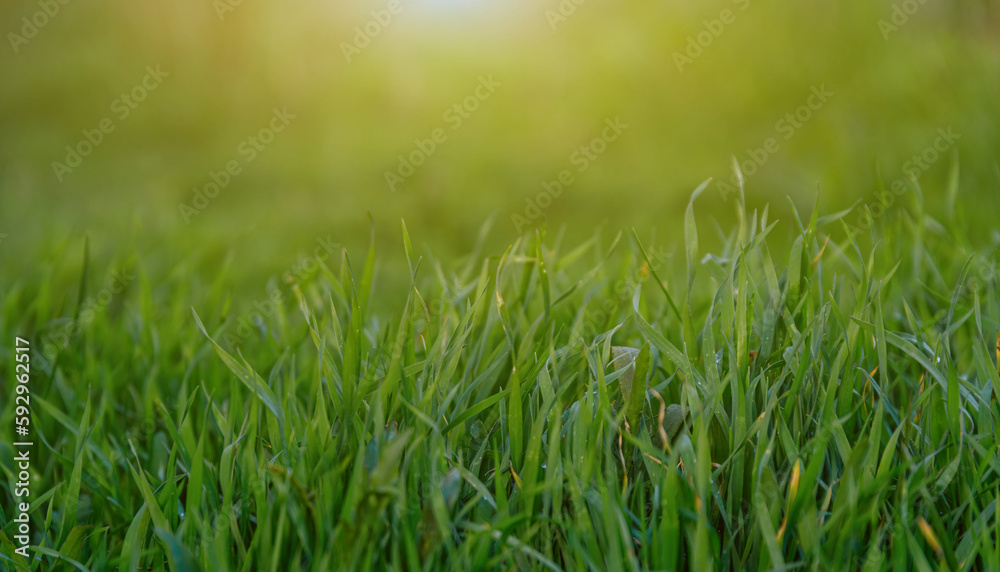 Close-up of green grass on blurred background