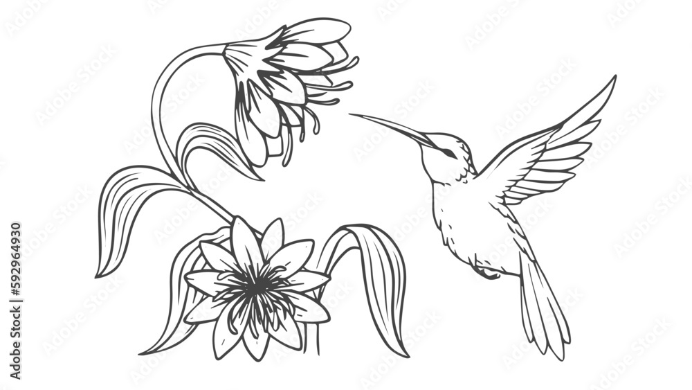 Fototapeta premium Hummingbird and Flower line art illustration
