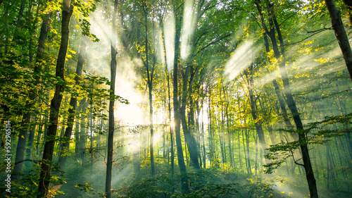 Golden sunlight beaming through misty autumn woods © maykal