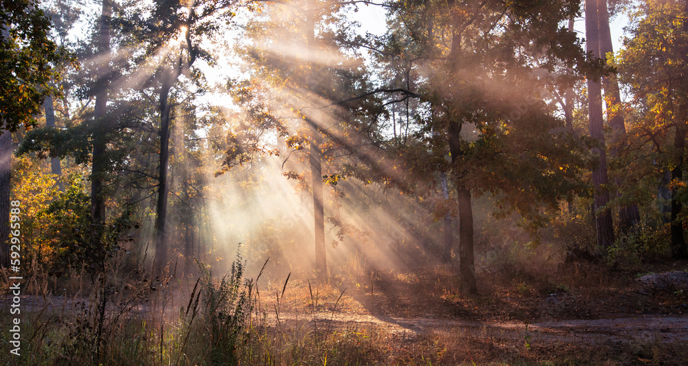 Fototapeta premium The Enchanting Beauty of an Autumn Morning