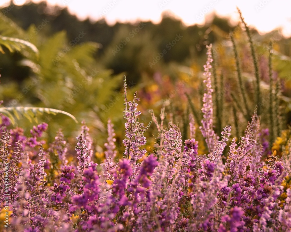 Obraz premium Purple wild flowers in a field
