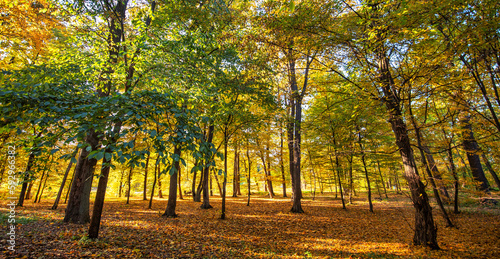 Golden Autumn Forest: A Stunning Seasonal Landscape