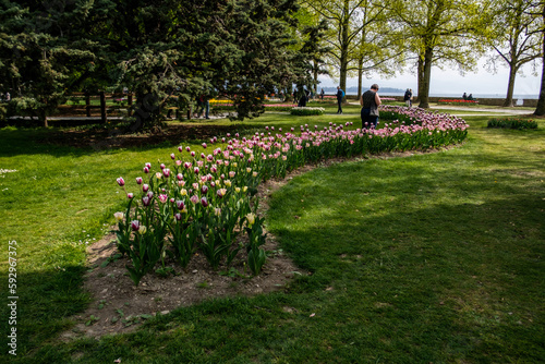 tulips in the park with people in the background