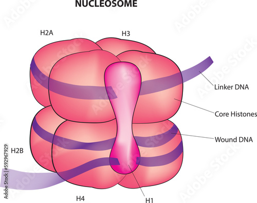 nucleosome structure