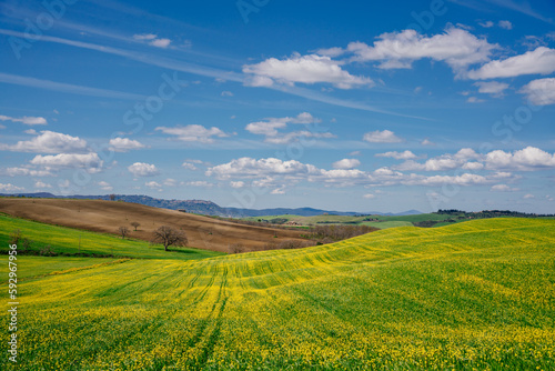 Green and yellow spring panorama landscape of Tuscany  Italy.