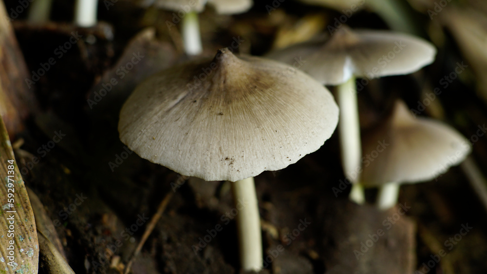 Termitomyces clypeatus in the forest Termitomyces clypeatus in the forest