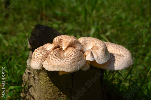 Tiger Sawgill Mushroom in the forest photo