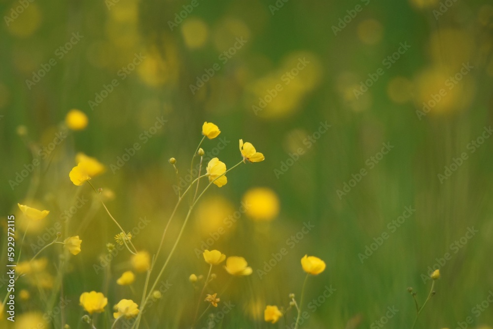 Closeup shot of yellow buttercups (Ranunculus) in the field