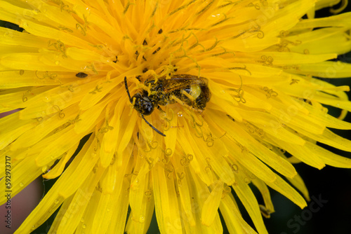 Tenthrède (Tenthredo frauenfeldii) s'abritant de la pluie sur une fleur de pissenlit photo