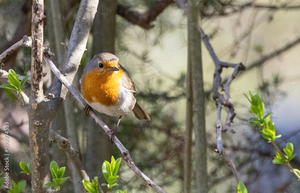 Fototapeta premium Rotkehlchen