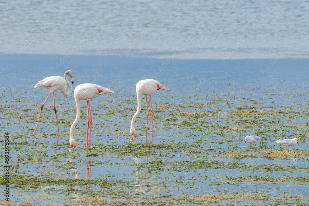 Fototapeta premium Flamingo on the island of Djerba - Tunisia