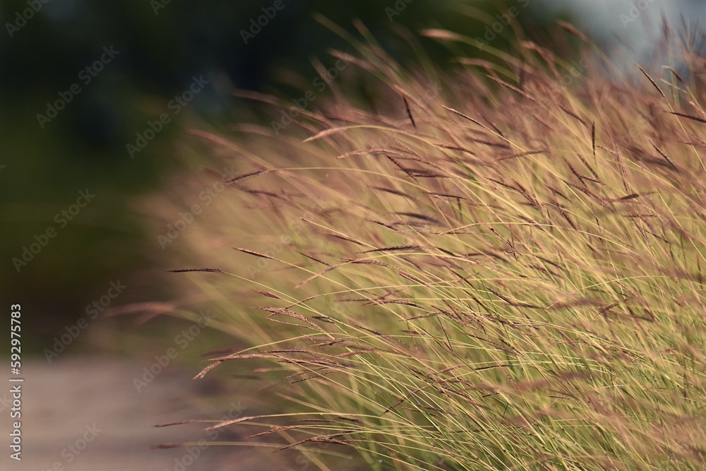 Closeup shot of reedgrass (Calamagrostis) in the garden