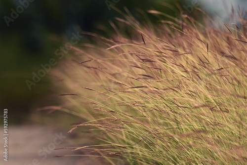 Closeup shot of reedgrass  Calamagrostis  in the garden