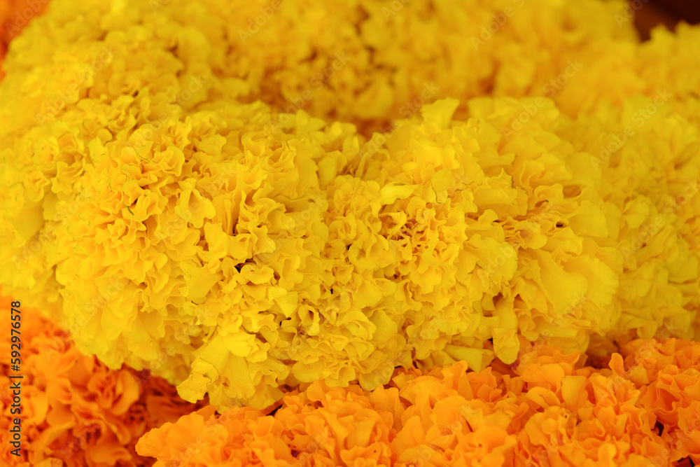 Isolated Yellow And Orange Flowers Isolated Yellow And Orange Flowers