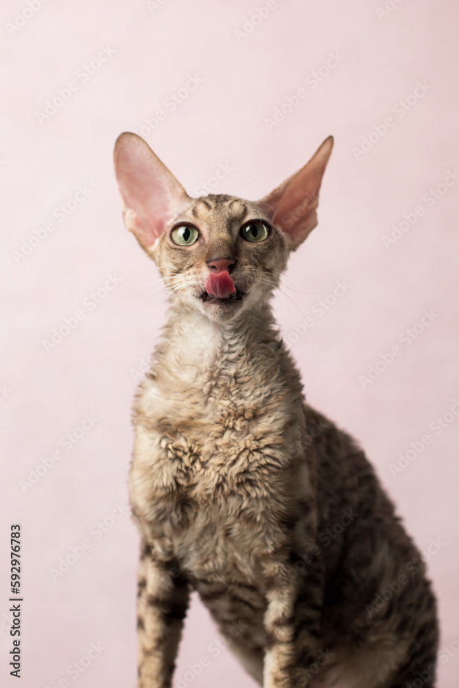 young cornish rex kitten portrait on pink background in studio	