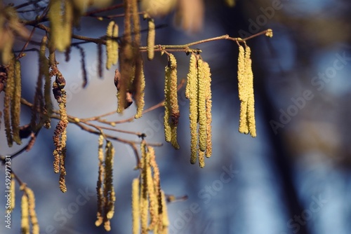 Slika na platnu Beautiful closeup of silver birch tree seeds