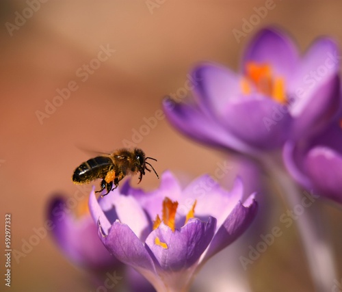 Beautiful closeup of a bee on a saffron flower © Alexandru Badescu/Wirestock Creators