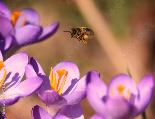Beautiful closeup of a bee flying over the saffron flowers- perfect for background use