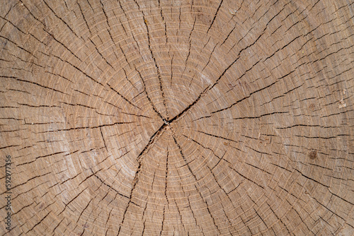 Close-up detail photo of the inner rings of a large wooden tree trunk