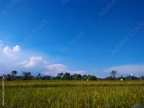 View of a rice field with a clear blue sky