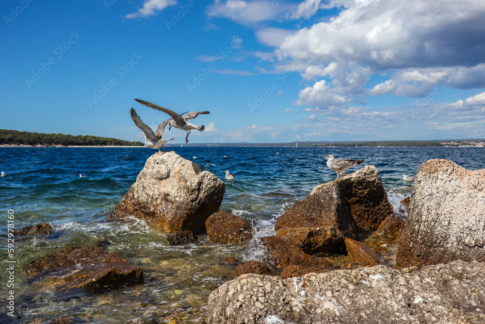 Flying Seagull on Rock in Brijuni Islands. Adriatic Sea with Stones, Sea Water Splash and Birds during Summer Vacation in Croatia.