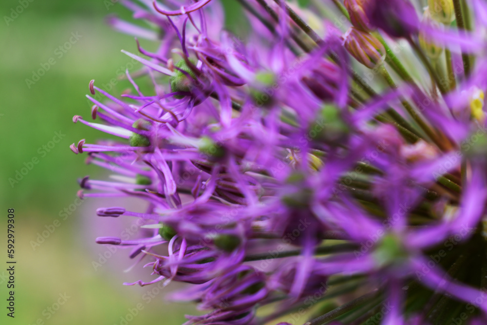 Close-up of purple Allium flowers Close-up of purple Allium flowers