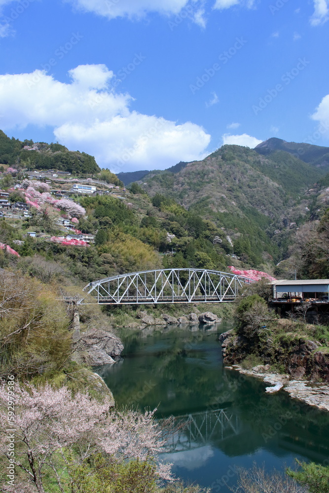 Fototapeta premium 越知町と仁淀川町を繋ぐ寺村橋 （高知県）