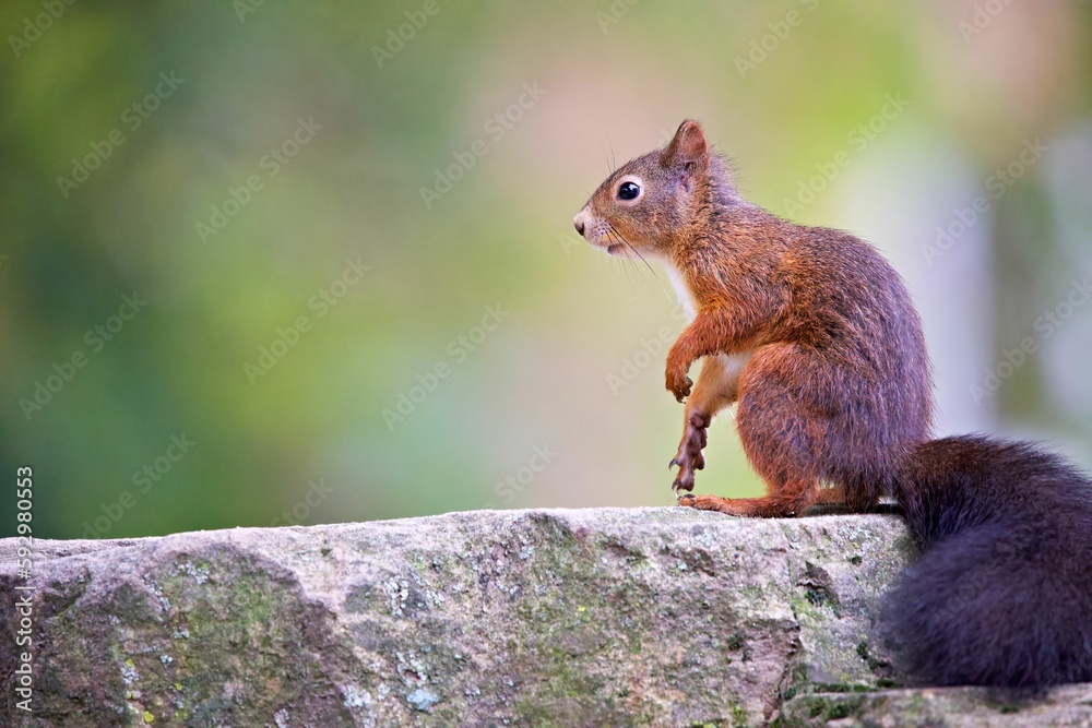 Closeup shot of a Red squirrel on a rock in a forest on a sunny day Closeup shot of a Red squirrel on a rock in a forest on a sunny day
