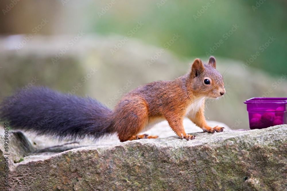 Closeup shot of a Red squirrel on a rock in a forest with a plastic container next to it Closeup shot of a Red squirrel on a rock in a forest with a plastic container next to it