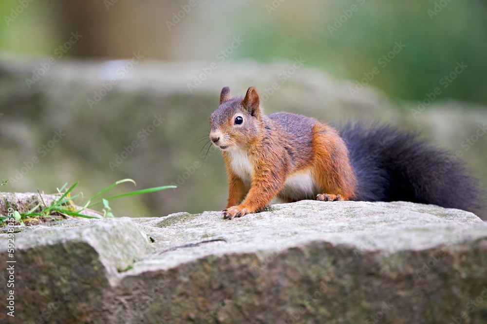 Closeup shot of a Red squirrel on a rock in a forest