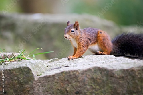 Closeup shot of a Red squirrel on a rock in a forest