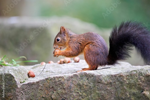 Closeup shot of a Red squirrel eating on a rock in a forest on a sunny day © Andreas Furil/Wirestock Creators